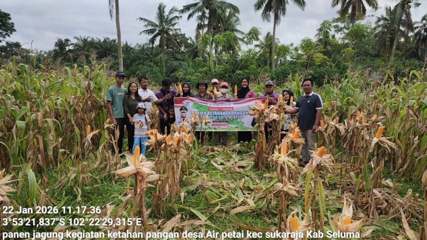 Panen jagung Satu desa Satu hektar 